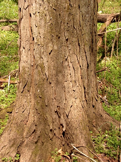 {Gleditsia triacanthos}